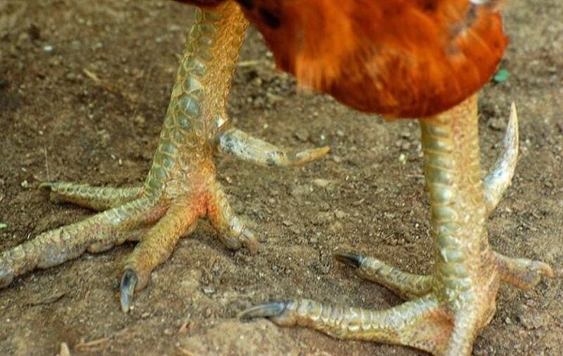 Trị nấm chân ở gà chọi và cách phòng ngừa hiệu quả - Thế Giới Đá Gà