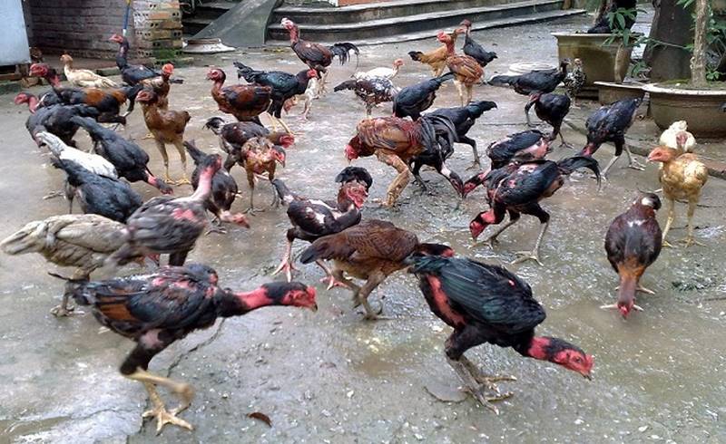 Trị nấm chân ở gà chọi và cách phòng ngừa hiệu quả - Thế Giới Đá Gà